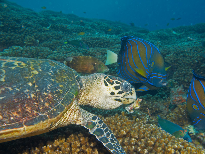 Turtle